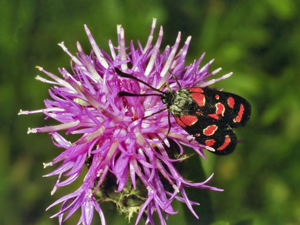 Un''altra Zygaena da identificare